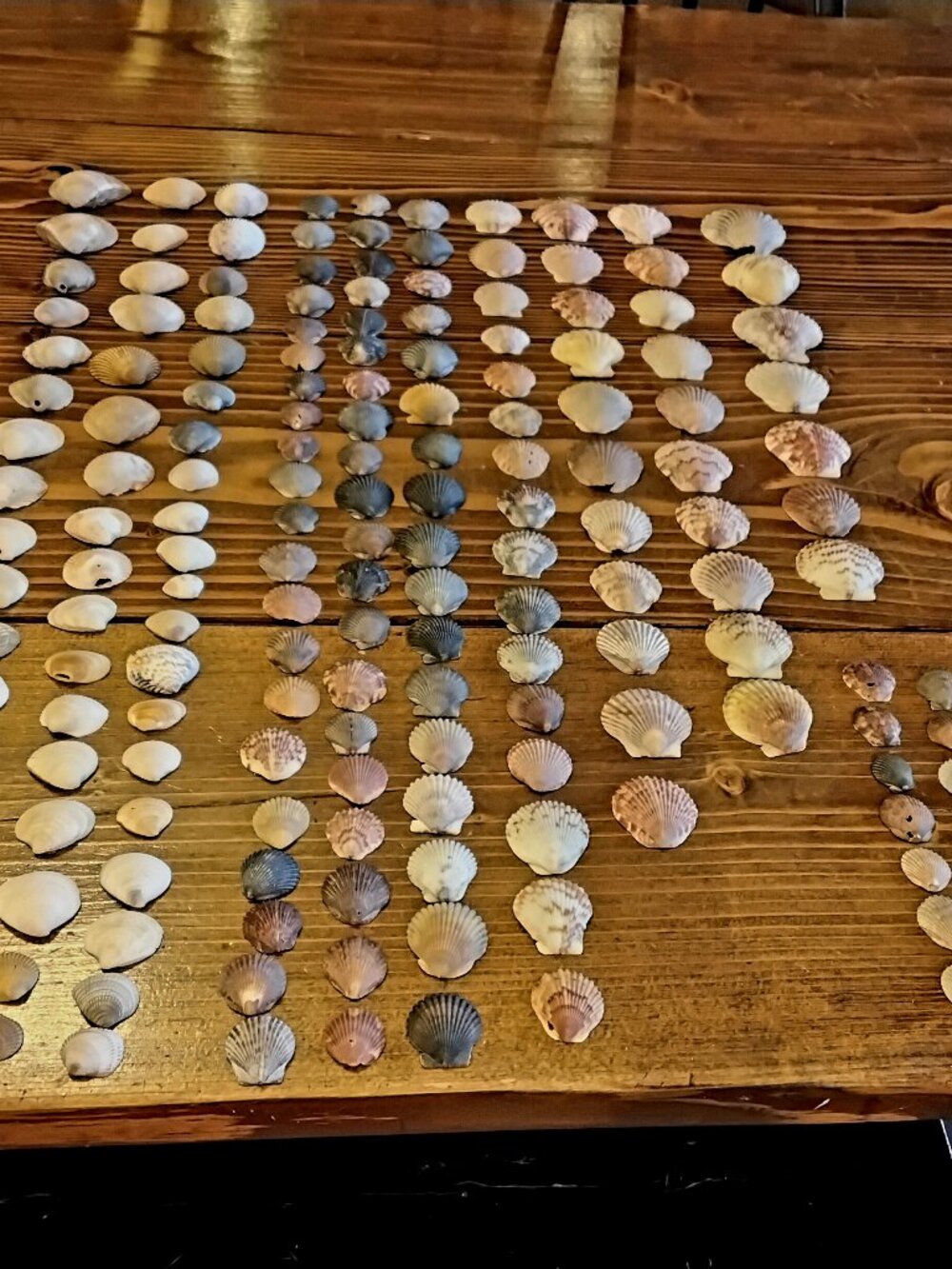 Lot of 180 Scallop & Clam Shells of Various Colors & Sizes. Beach Coastal Decor
